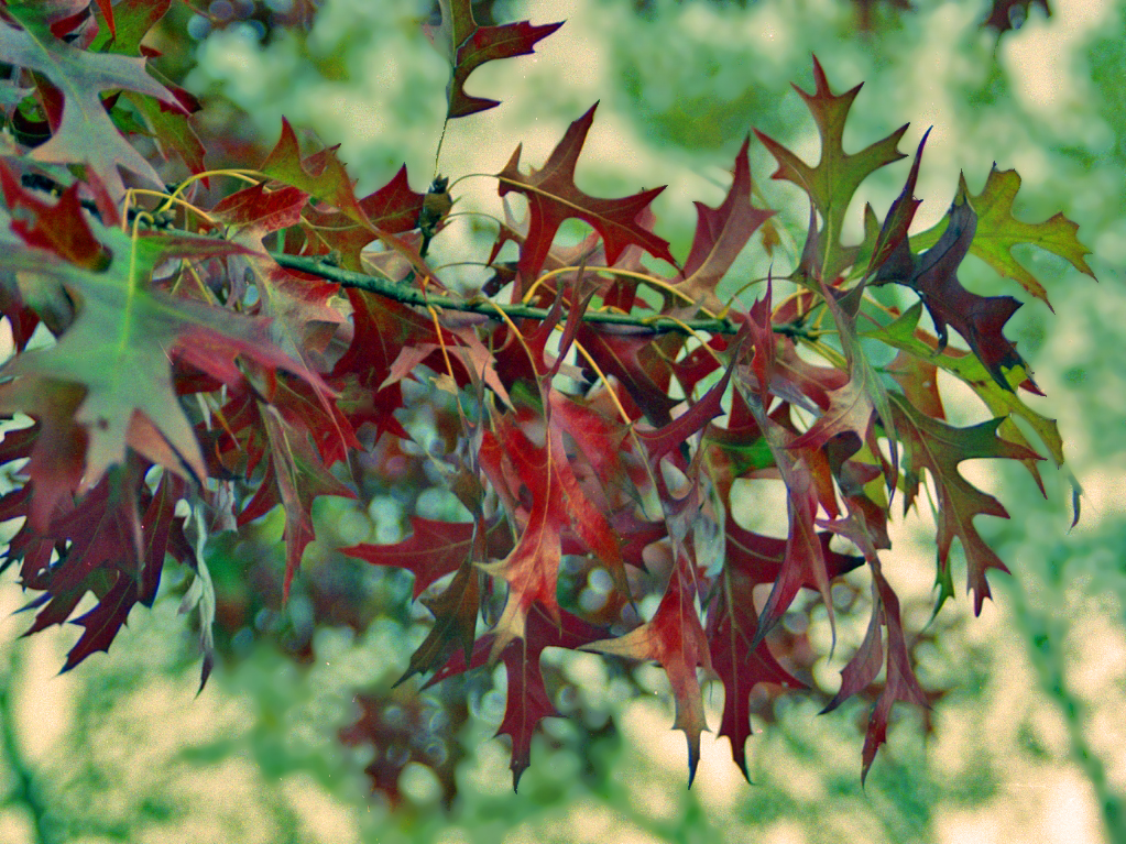 Pin oak