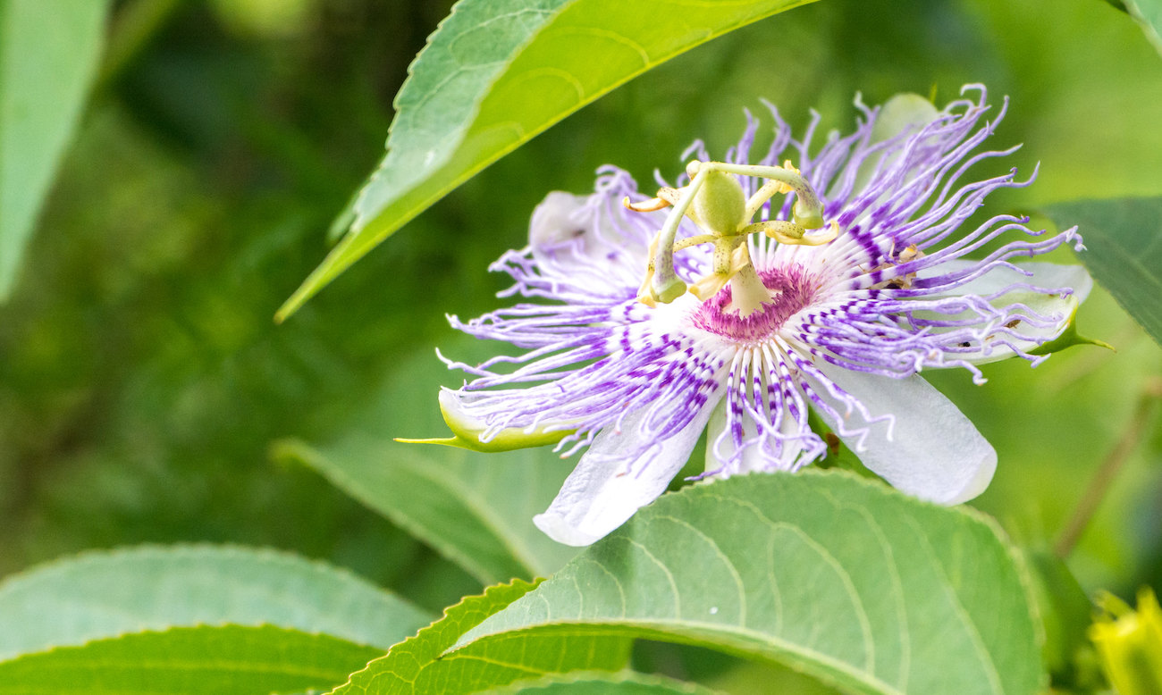 Purple passionflower