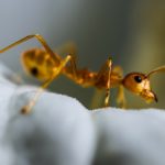 4 Worst Stinging Pests in San Antonio