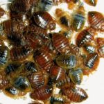 How to Battle Bed Bugs in Columbus