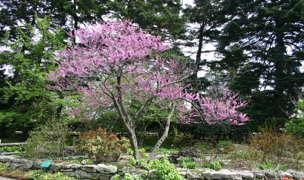 Eastern redbud tree