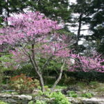 6 Best Native Trees for Richmond