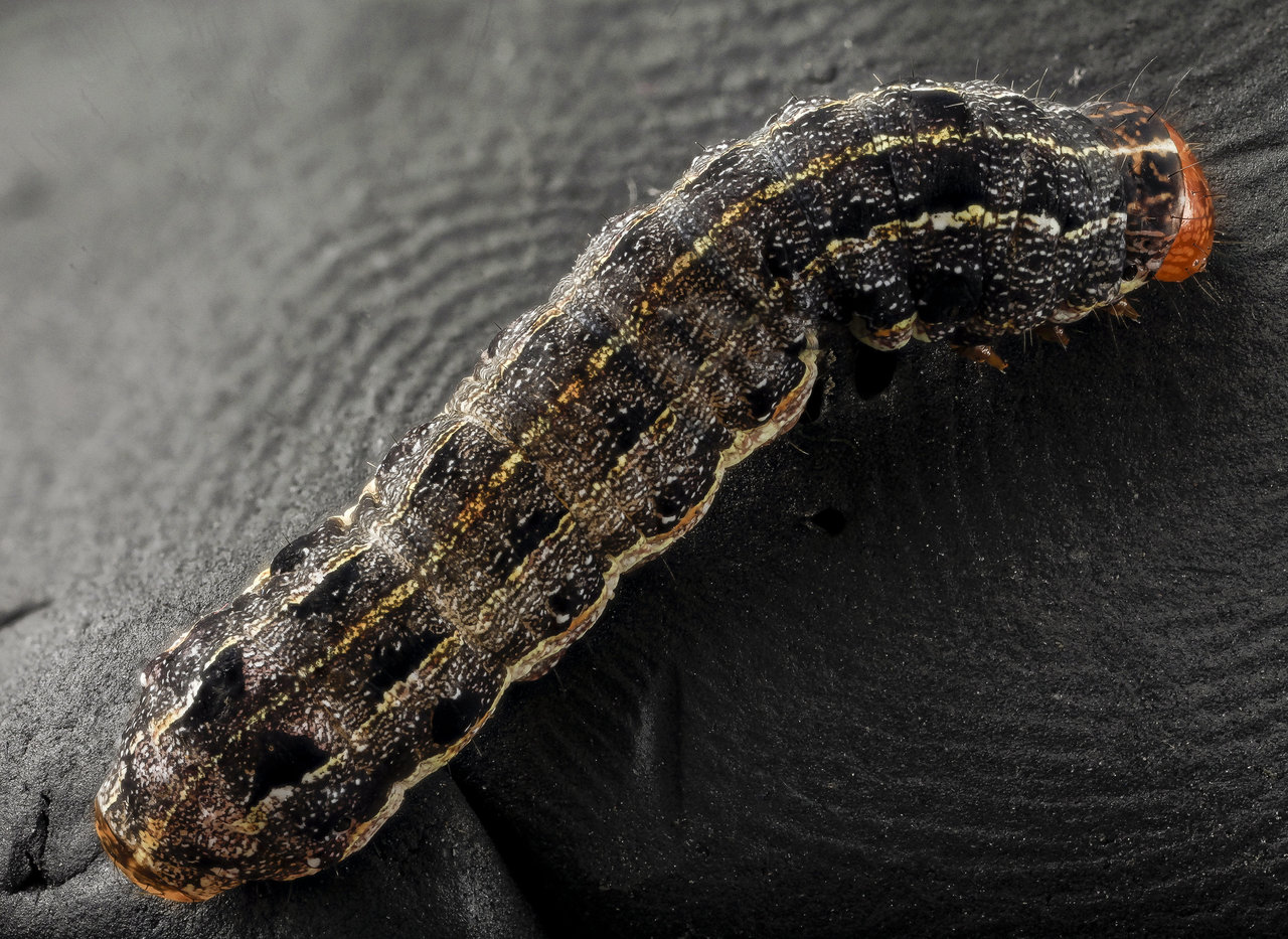 Southern armyworm