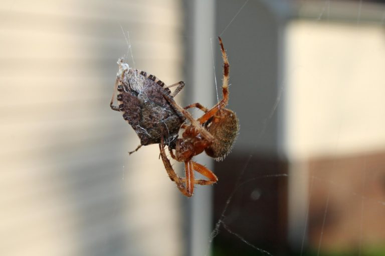 spider and stinkbug