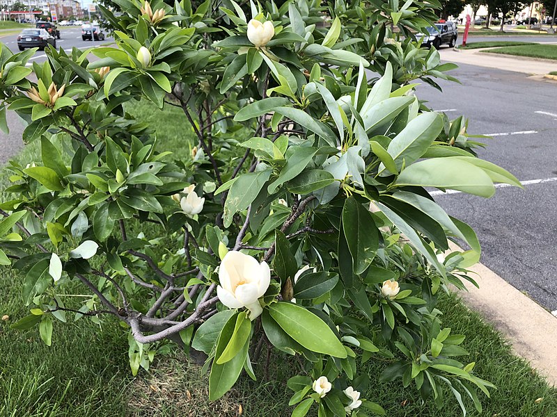 Sweet bay magnolia