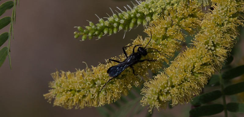 Velvet mesquite sapling