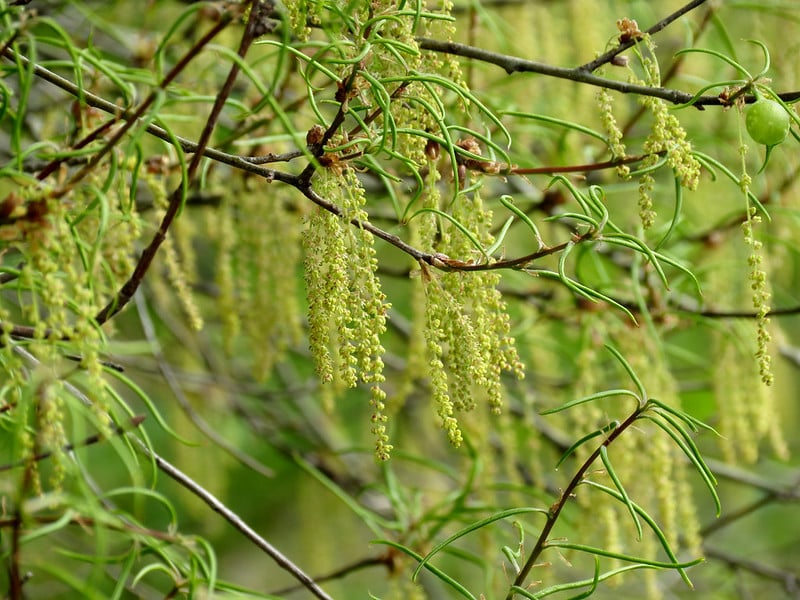 Willow oak tree