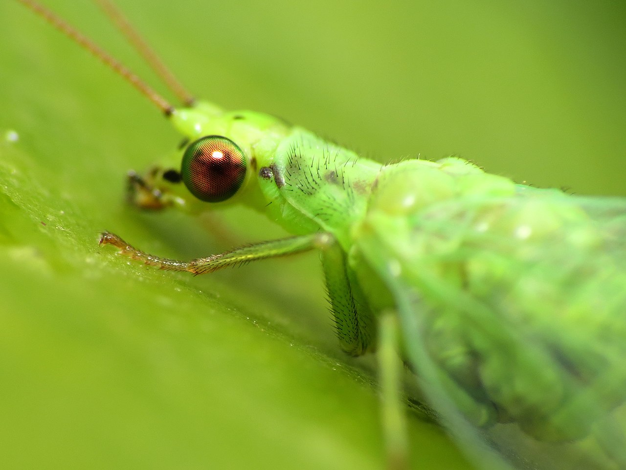 Green lacewing