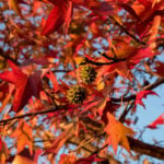 The Best Shade Trees for Your Tampa Yard 