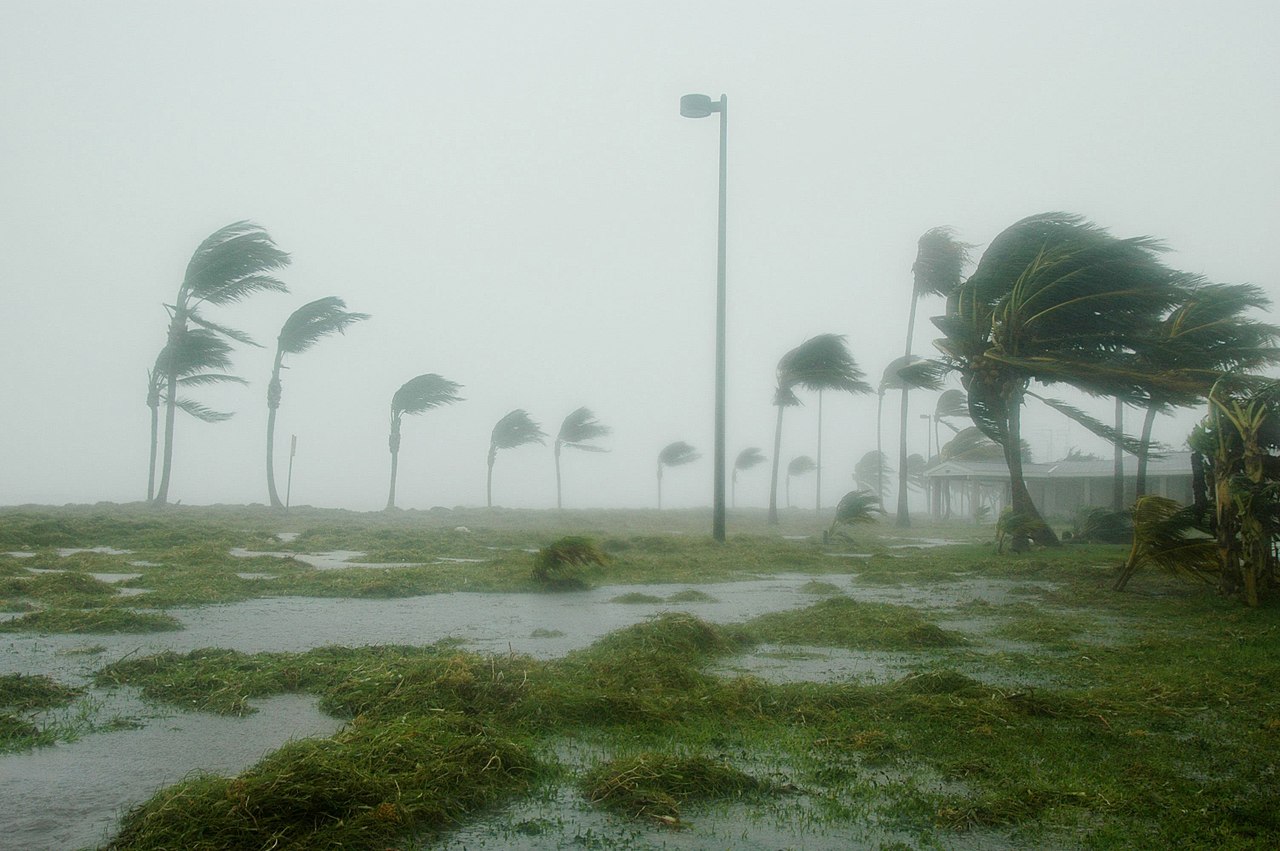 Hurricane-force winds bend palm trees