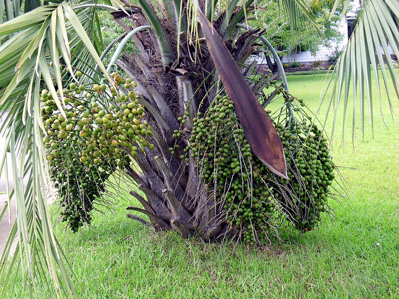 Jely palm