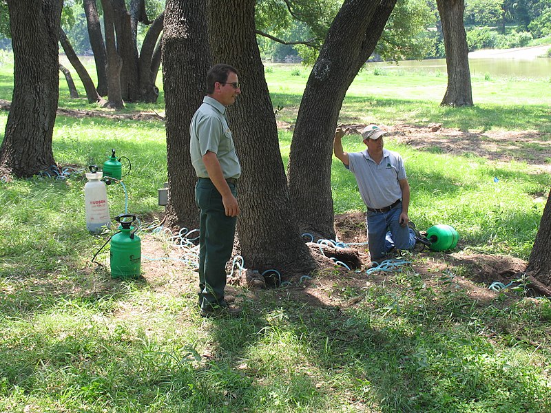 Oak tree wilt treatment