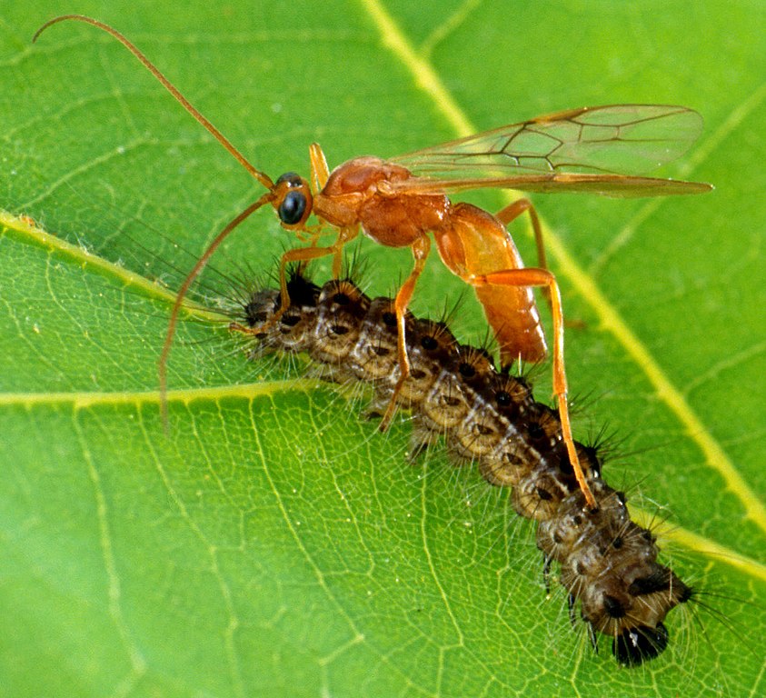 Parasitic wasp