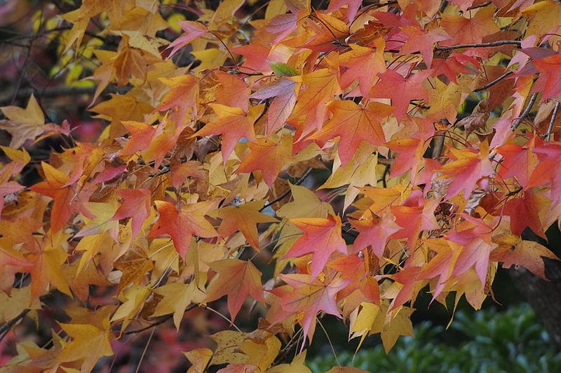 Sweetgum tree