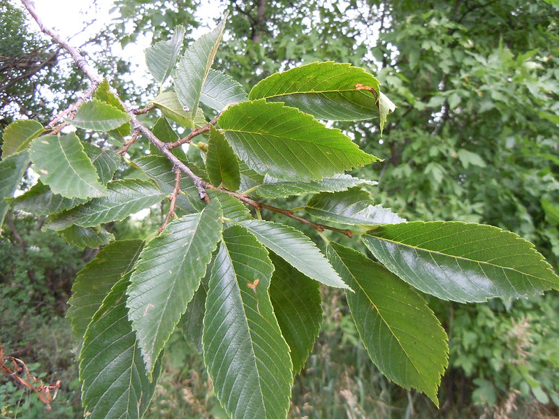 American elm tree