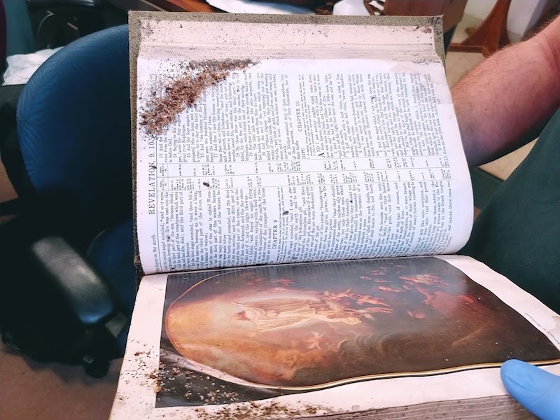 Bedbugs in a family Bible