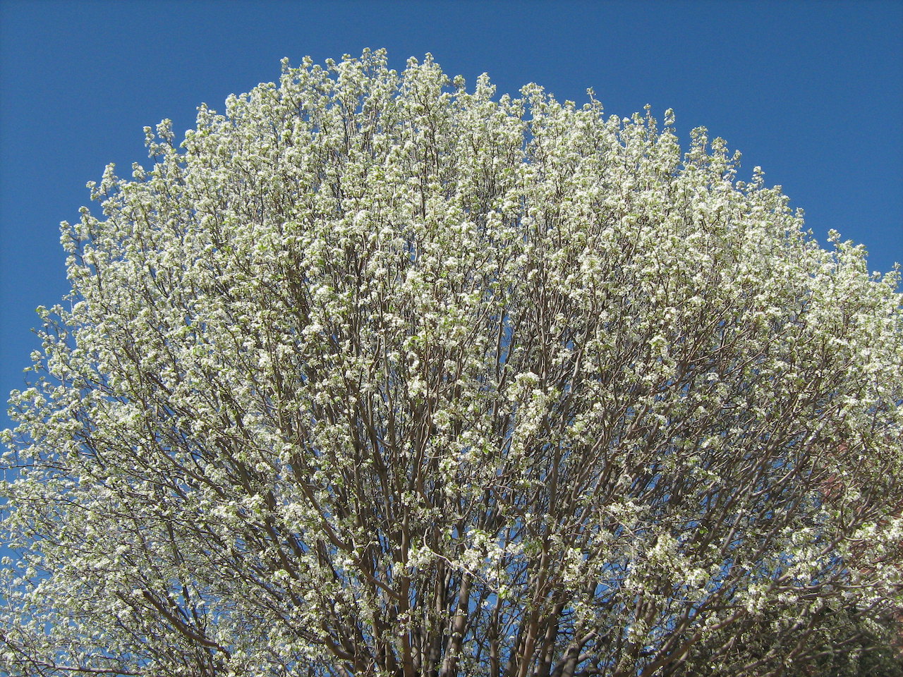 Callery (Bradford) pear