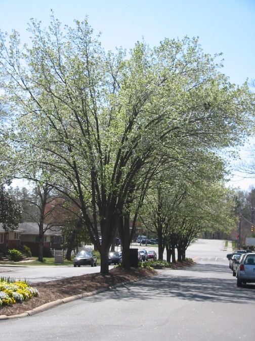 Bradford pear trees