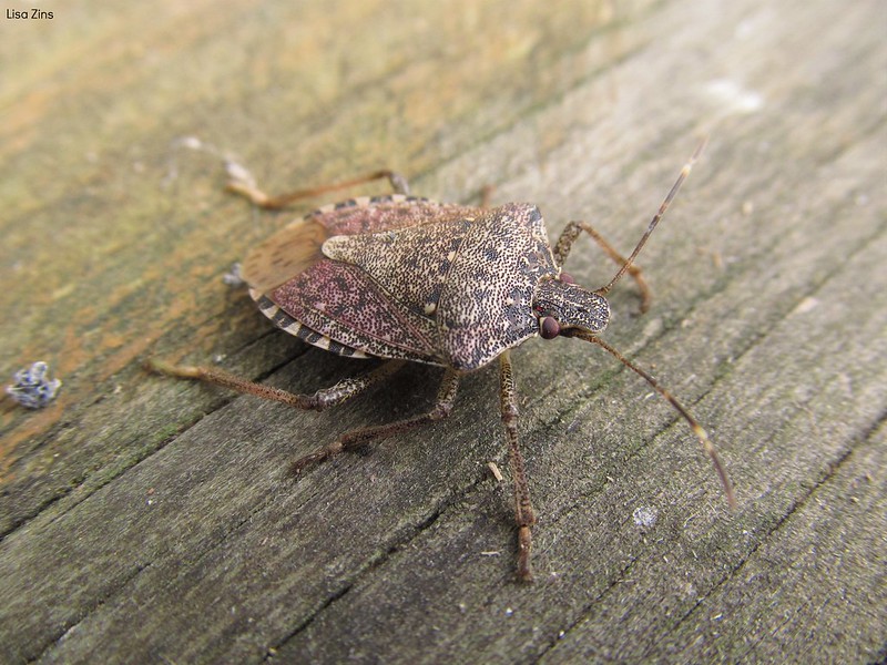Brown marmorated stink bug. 