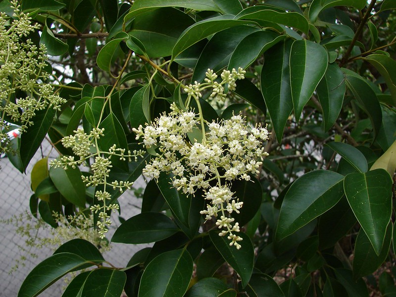 Chinese privet