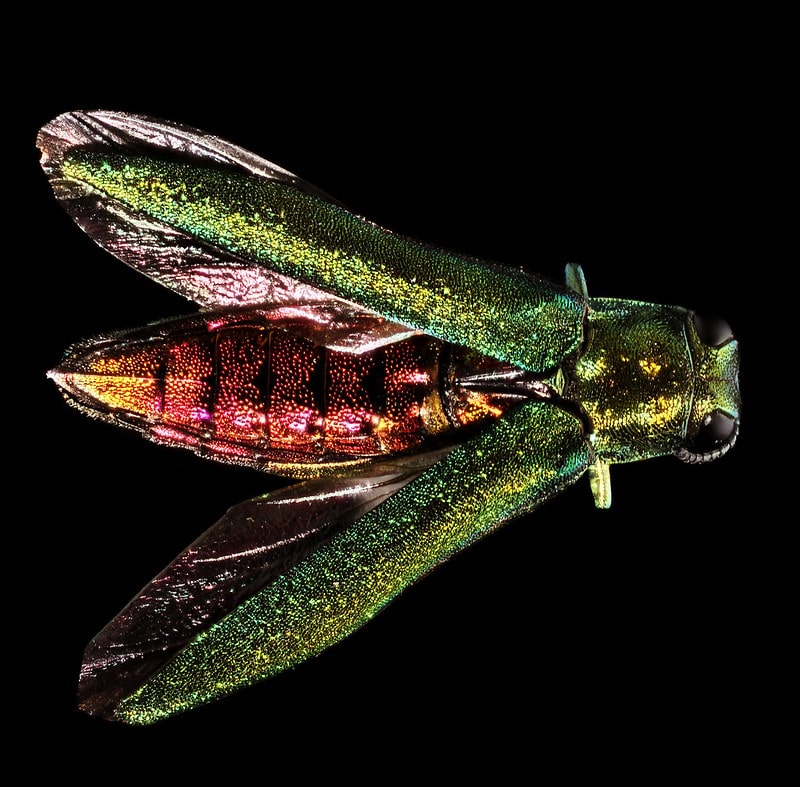 Emerald ash borer