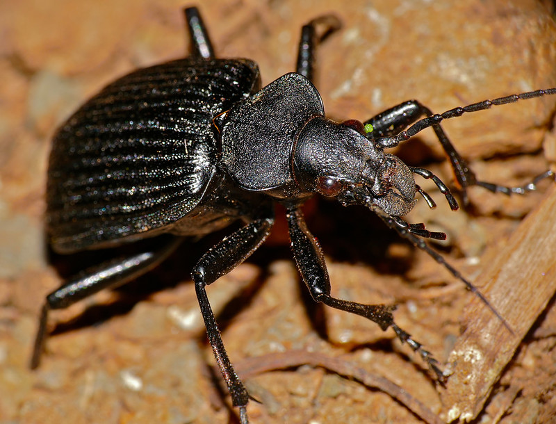 Ground beetle