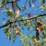 5 Worst Trees to Plant in Raleigh