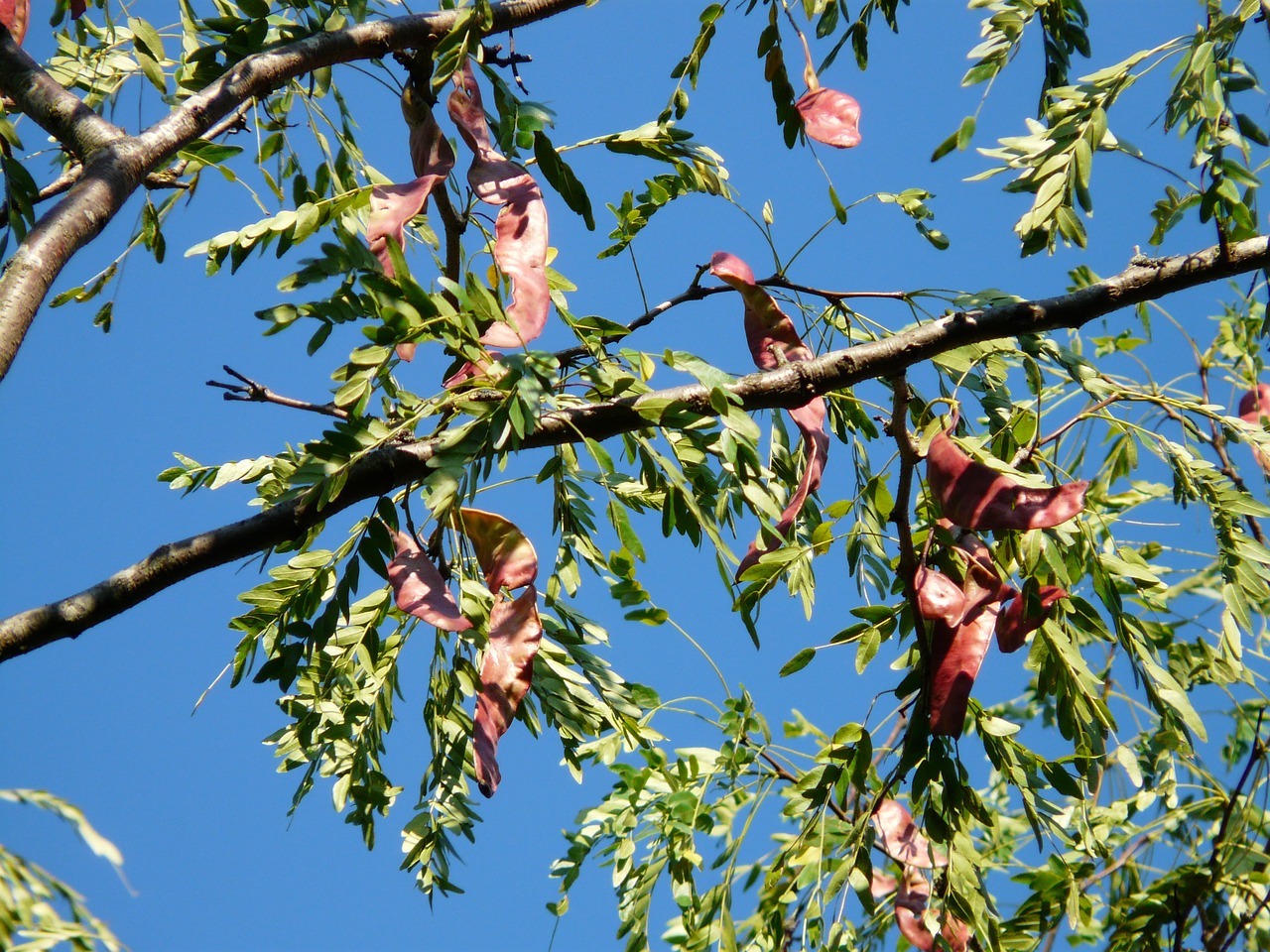 Honey locust tree