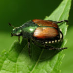 Eco-Friendly Pest Control in the Cincinnati Area