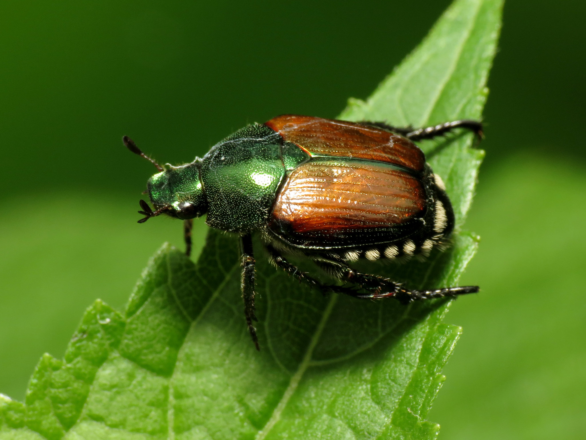 Japanese beetle