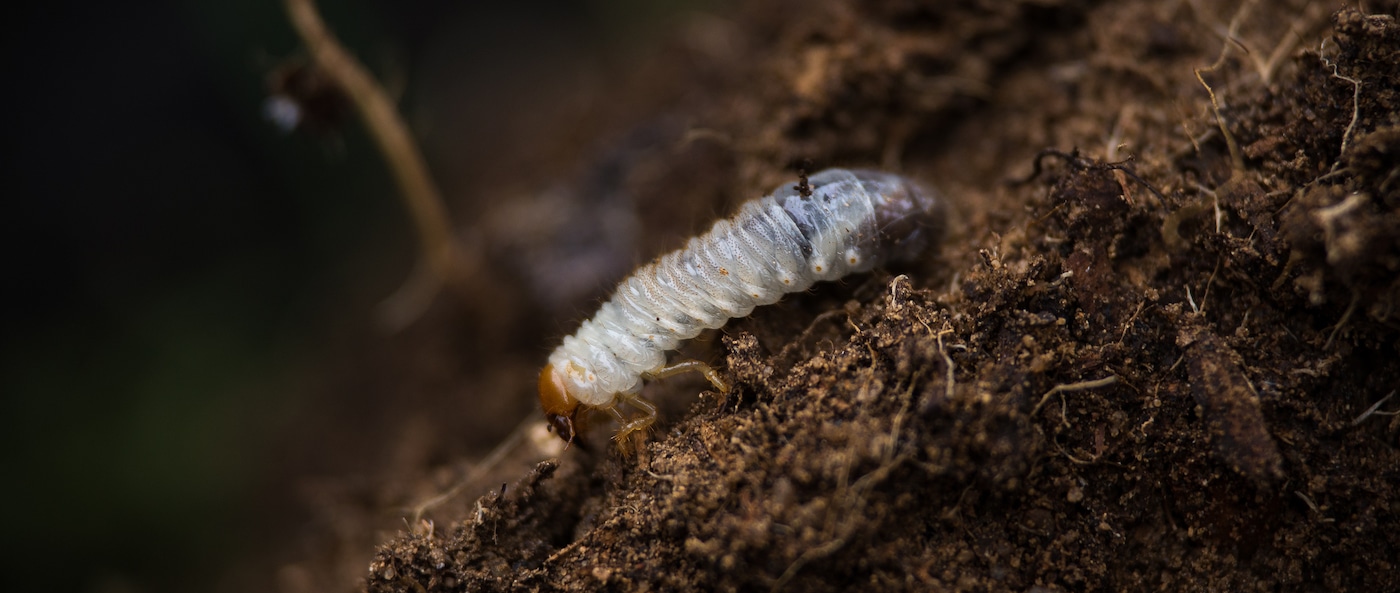 June bug grub