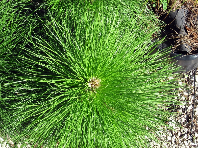 Slash pine