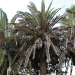 How to Save Your Tampa Palm Trees From Lethal Bronzing