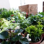 Lifestyle Renting: 4 Tips for Turning Your Balcony Into a Green Oasis