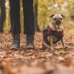 The 12 Best Dog-Friendly Hiking Trails in the US