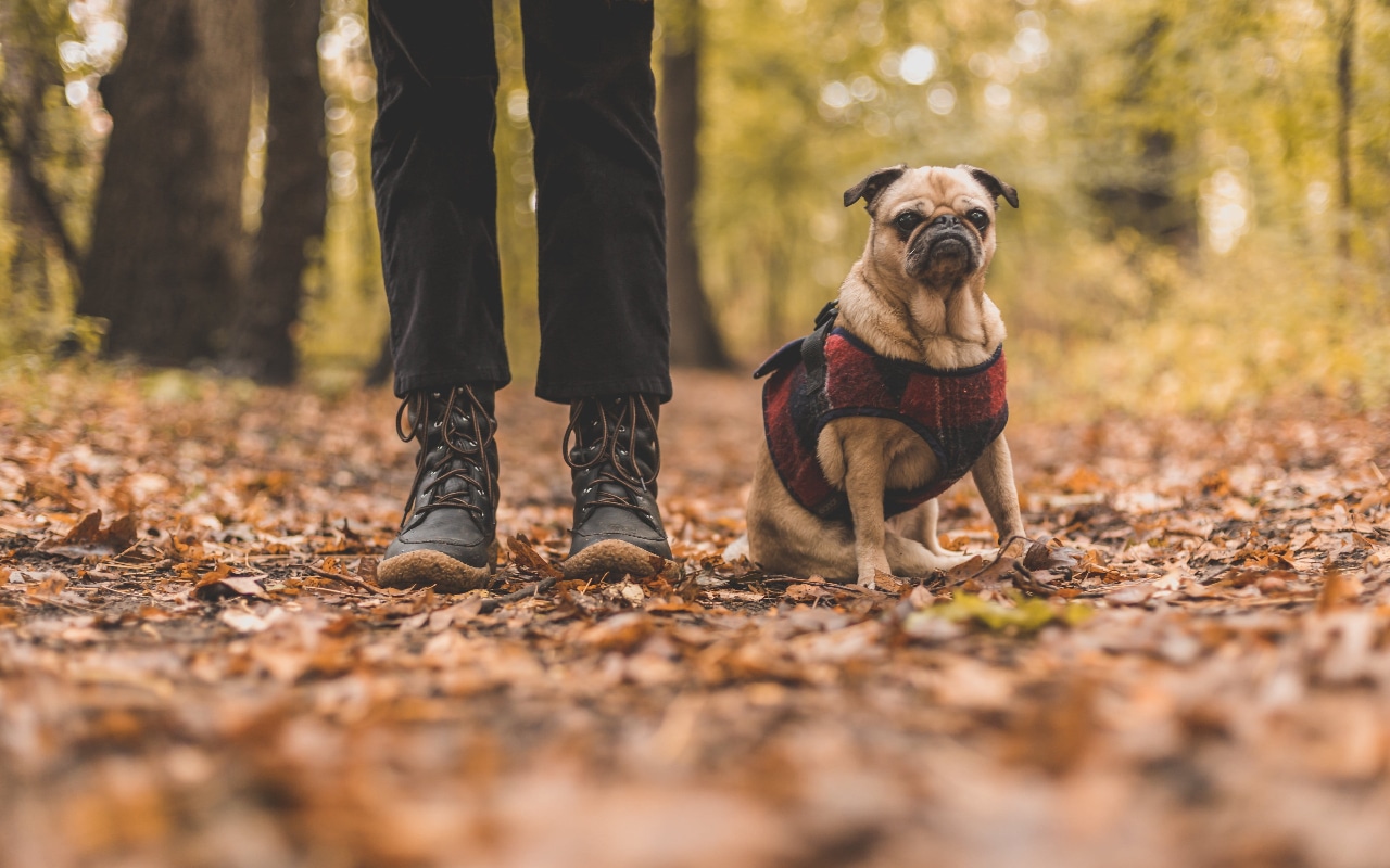 best places to hike with dogs