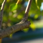 How, When to Prune Your Trees in Virginia Beach