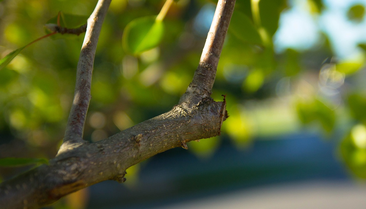 Pruned tree