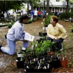Raleigh Tree Regulations: Rules for Planting Trees in the City of Oaks