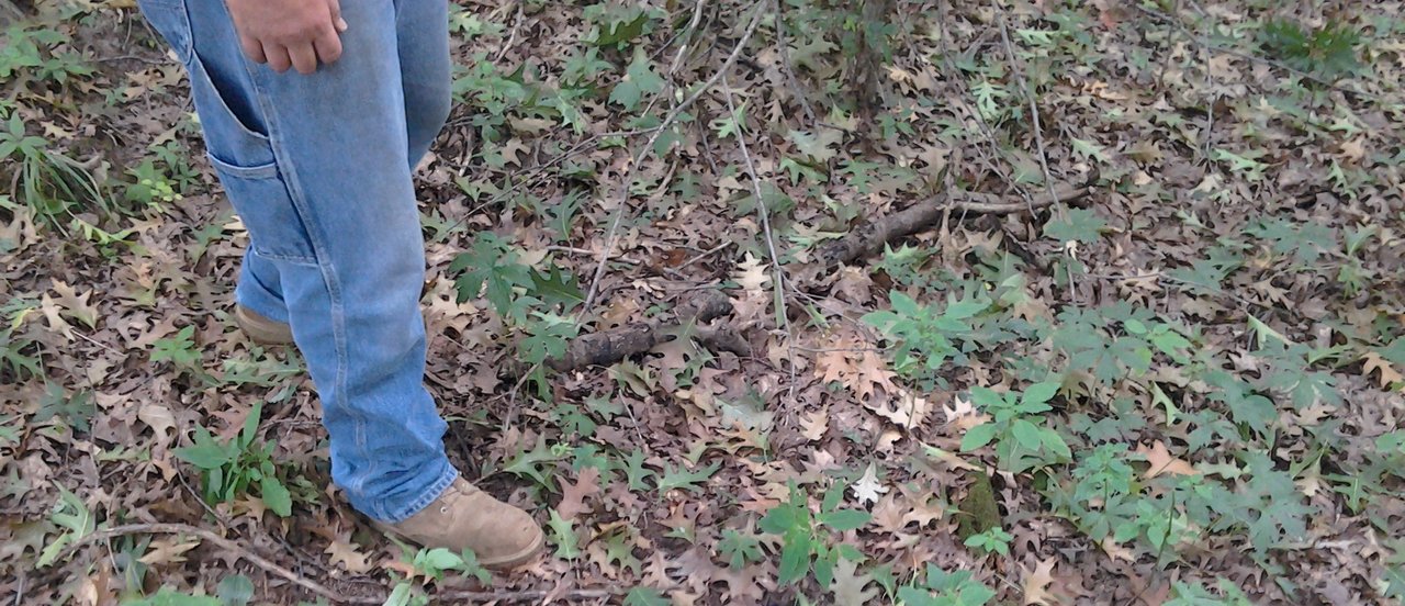 Dropped leaves from oak tree wilt