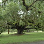 The Best Shade Trees for Your Tampa Yard 