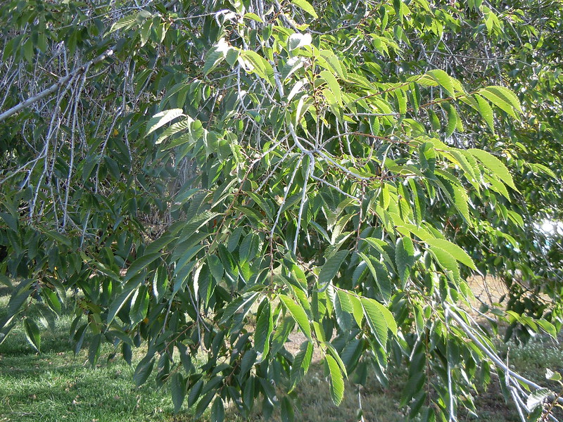 Siberian elm