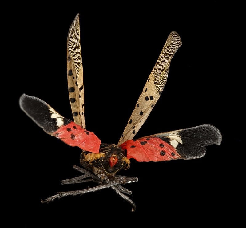 Spotted lanternfly