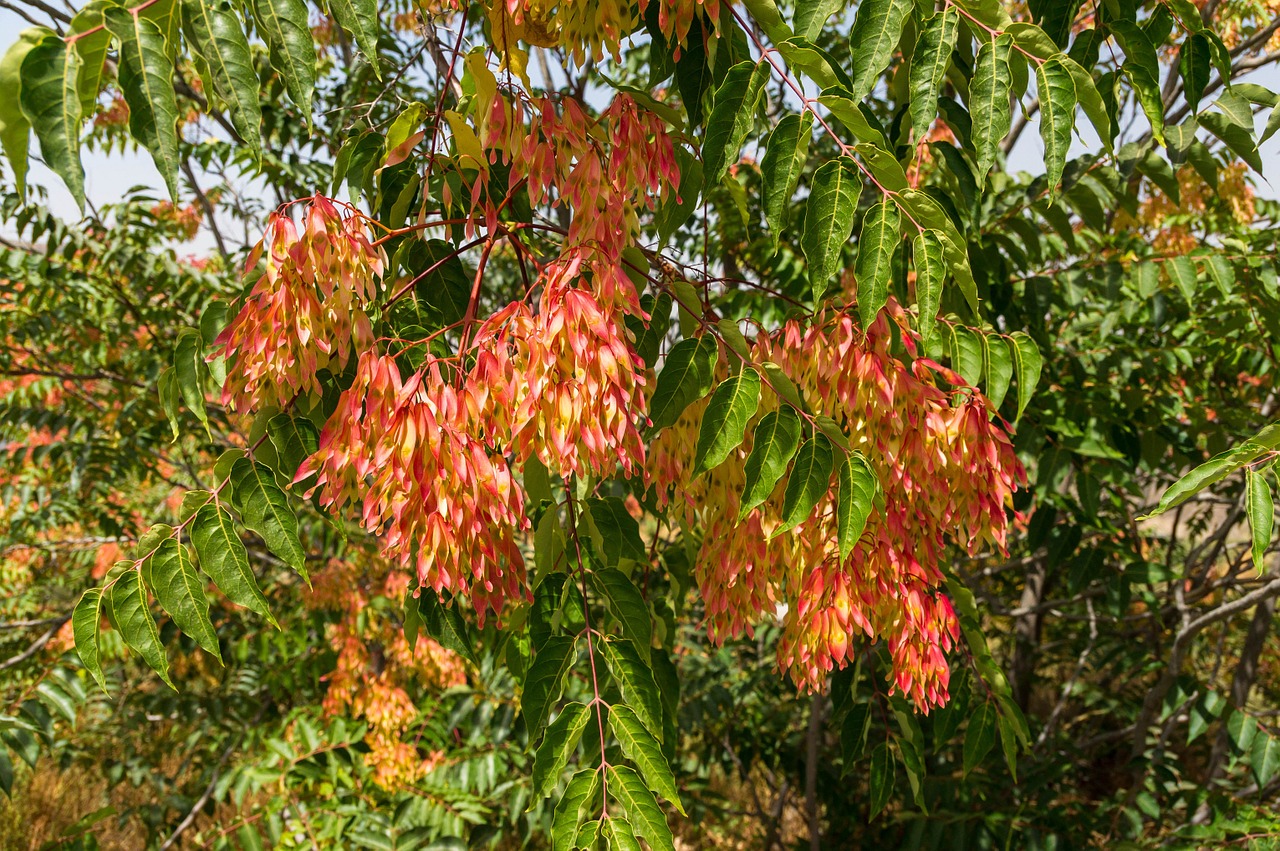 Tree of heaven