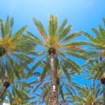 How to Save Your Tampa Palm Trees From Lethal Bronzing