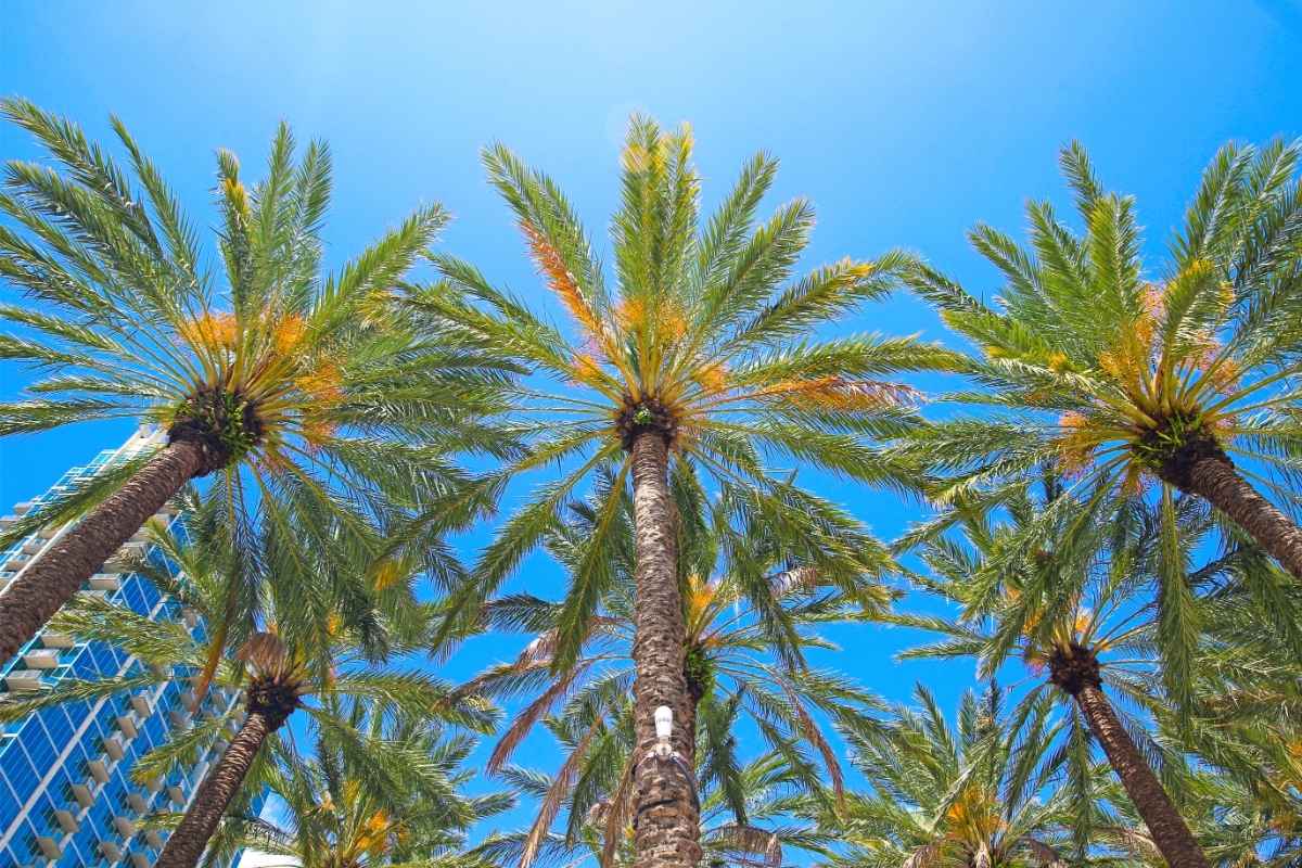 tampa florida palm trees