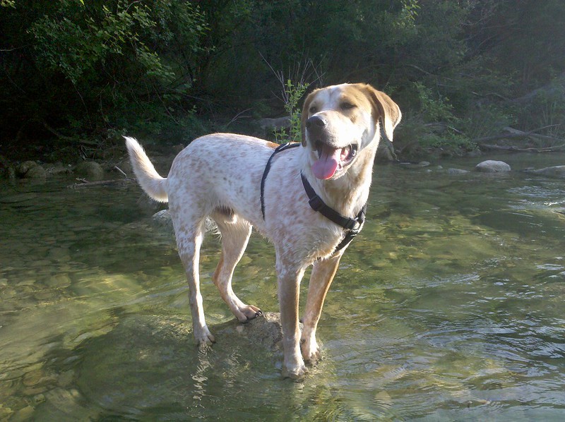 Violet Crown Trail, Austin