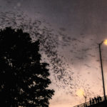 Batty Idea: Use Austin’s Bats to Combat Mosquitoes