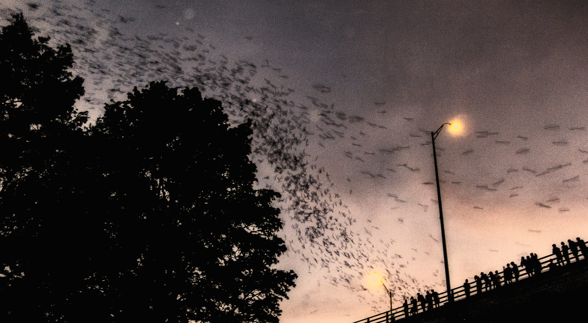 Bats fly
