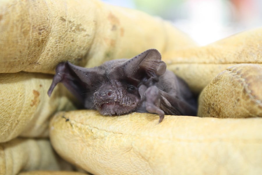 A close look at a Mexican free-tailed bat